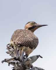 andean flicker