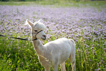 Alpaka geniest Sommerwetter Blumenwiese  © Anastasia