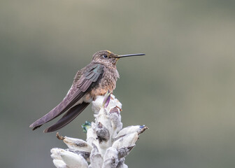 Fototapeta na wymiar giant hummingbird perched on cacti