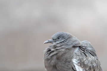 close up of spot winged pigeon