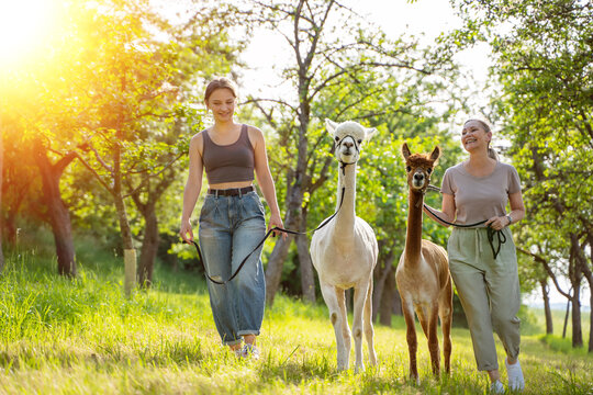 Zwei Frauen machen Spaziergang mit Alpakas im Sommer