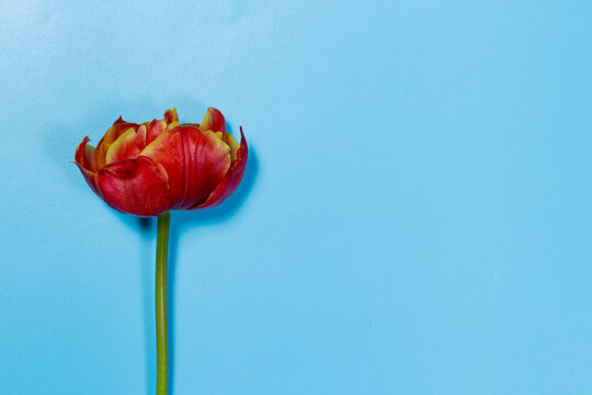 Unusual red tulip on a blue background with place for text. For greeting cards, calendar or holiday, spring discounts and sales