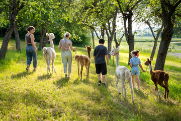 Familien Spaziergang mit Alpakas im Sommer