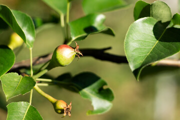 Garden unripe pears on a branch with green leaves. Close-up