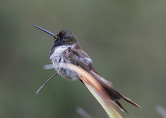 endemic hummingbird, bearded mountaineer