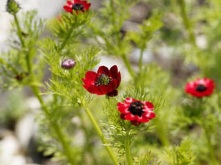 Adonis aestivalis | Adonis d'été ou goutte de sang à fleurs rouge vif au sommet d'une tige...