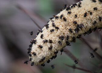bumblebee food frenzy