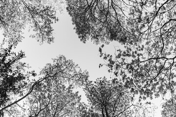 Monochrome trees and sky shot from the ground up. Shot in Sweden, Scandinavia