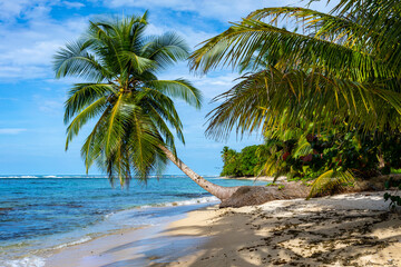 Naklejka na ściany i meble Tropical beach. Peaceful Caribbean beach with palm tree. Bastimentos Island, Bocas del Toro, Central America, Panama.