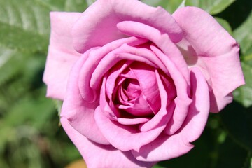 pink rose on a green background
