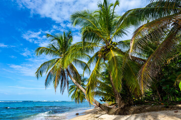 Fototapeta na wymiar Tropical beach. Peaceful Caribbean beach with palm tree. Bastimentos Island, Bocas del Toro, Central America, Panama.