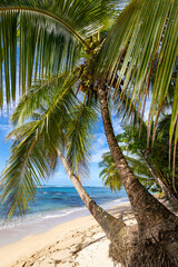 Tropical beach. Peaceful Caribbean beach with palm tree. Bastimentos Island, Bocas del Toro, Central America, Panama.