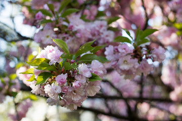 Cherry blossoms are blooming