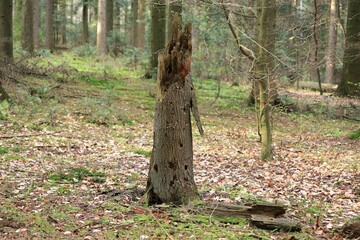 Samotny, spróchniały pień drzewa w lesie / A lonely rotten tree trunk in the forest