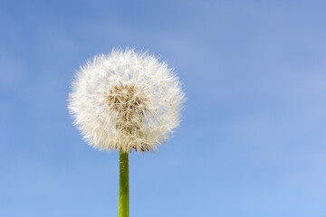 dandelion against a blue sky