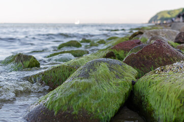 Beautiful stone beach and green algae on a stones