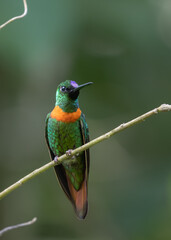 Fototapeta premium portrait of gould's jewelfront hummingbird