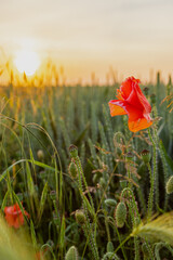 A wild poppy flower in a cultivated field of wheat, just before harvest time during the golden hour near Maastricht on a warm summer evening