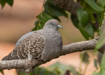 spot winged pigeon