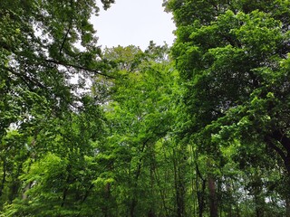 Obraz premium trees in the woods