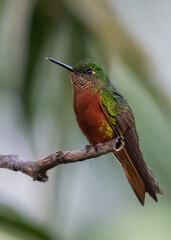 Fototapeta premium Chestnut breasted coronet hummingbird on a perch in low light
