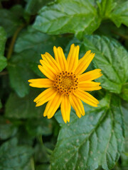 yellow flower in the garden