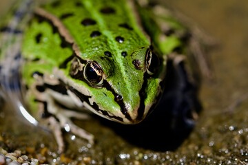 Laubfrosch