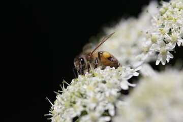 Biene auf Bl&uuml;te