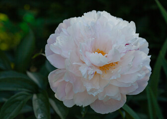 large white peony flower in the garden