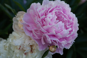 pink and white peony