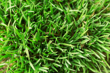 thin stems of young grass, a view from above.