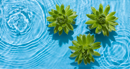 Succulents in water with water splashes, drops and ripples blue background. Summer concept.Top view. Copy space