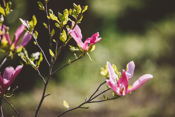 Pink flowers of young magnolia tree © progressman