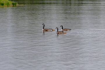 Meißendorfer Teiche/Bannetzer Moor in Niedersachsen, unberührte Natur
