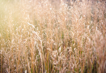 golden grass field in summer