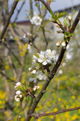cherry plum blossom. Prunus cerasifera. Branch of a tree with flowers. Spring. Blooming tree. beauty is in the details