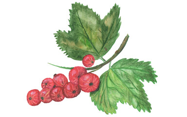 Red currant berries with leaf isolated on white background