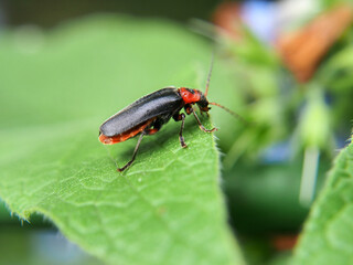 Soldier beetle (Cantharis rustica) basks in the spring sun, close-up, macro photo. A variety of wildlife, insects.