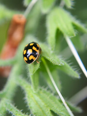 Ladybug beetle (Coccinellidae) basks in the spring sun, close-up, macro photo. A variety of wildlife, insects.