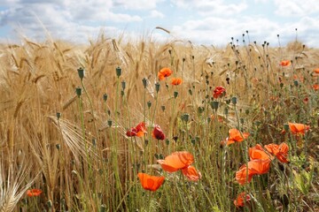 field of poppies and grain