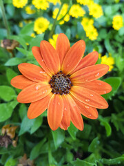Cape daisies (in german Buschiges Kapkörbchen) Dimorphoteca sinuata DC.