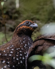 close up of a stripe faced wood quail