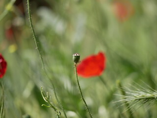 A green poppy capsule and a red flower on a background of grass and spikelets in a meadow on a sunny summer day. Growing products for the confectionery industry.
