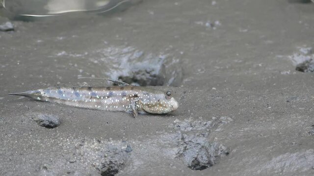 4K, Small mudskipper in mangrove mud in Langkawi Island, Malaysia