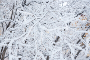 Snow and rime ice on the branches of bushes. Beautiful winter background with twigs covered with hoarfrost. Plants in the park are covered with hoar frost. Cold snowy weather. Cool frosting texture.
