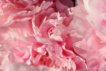 Fototapeta premium Pink peonies close-up in summer.