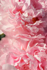 Obraz premium Pink peonies close-up in summer.