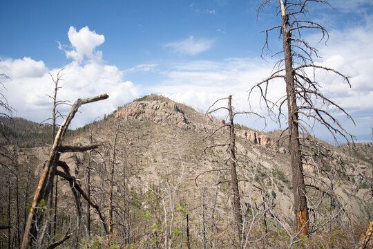 Dead Trees On Mountain Gila National Forest New Mexico