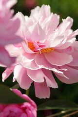 Pink peonies close-up in summer.