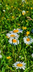 Obraz premium daisies in the garden